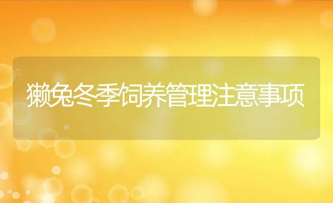 獭兔冬季饲养管理注意事项 | 动物养殖学堂