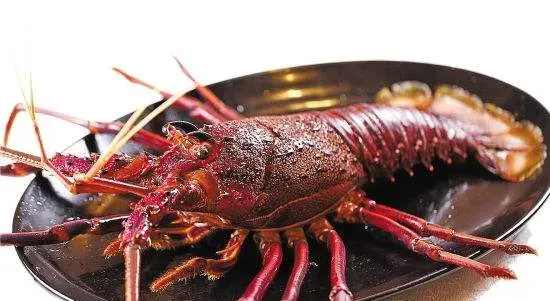 澳洲龙虾图片大全