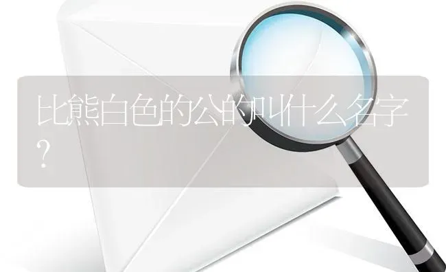 比熊白色的公的叫什么名字？ | 动物养殖问答