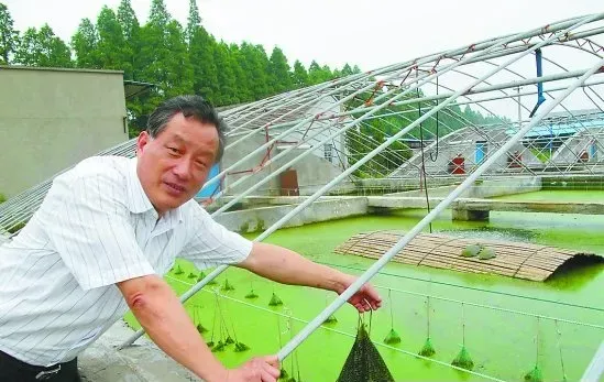 不同时间甲鱼管理要点的区别