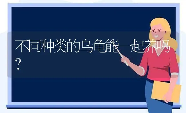 不同种类的乌龟能一起养吗？ | 动物养殖问答