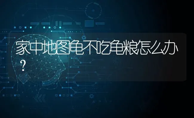 家中地图龟不吃龟粮怎么办？ | 动物养殖问答