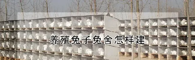 养殖兔子兔舍怎样建