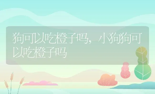 狗可以吃橙子吗,小狗狗可以吃橙子吗 | 宠物百科知识