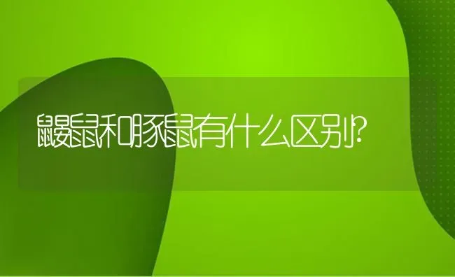 鼹鼠和豚鼠有什么区别? | 动物养殖问答