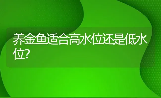 养金鱼适合高水位还是低水位？ | 鱼类宠物饲养