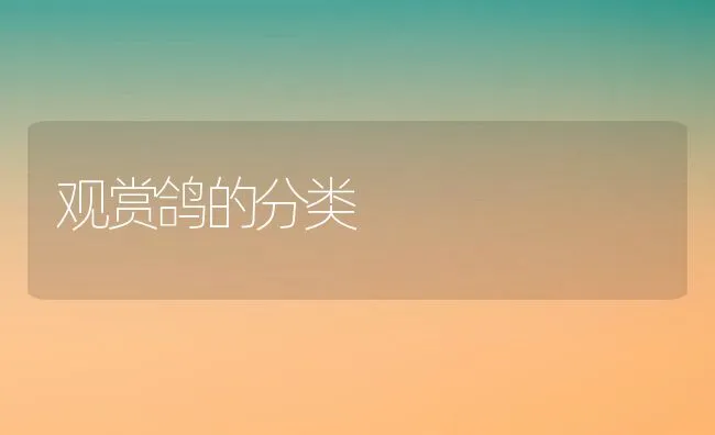 观赏鸽的分类 | 水产养殖知识
