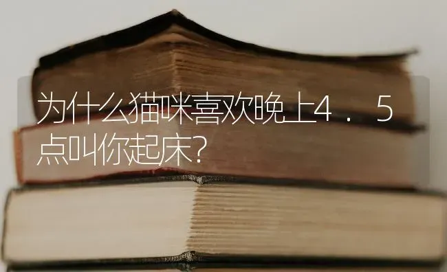 为什么猫咪喜欢晚上4.5点叫你起床？ | 动物养殖问答