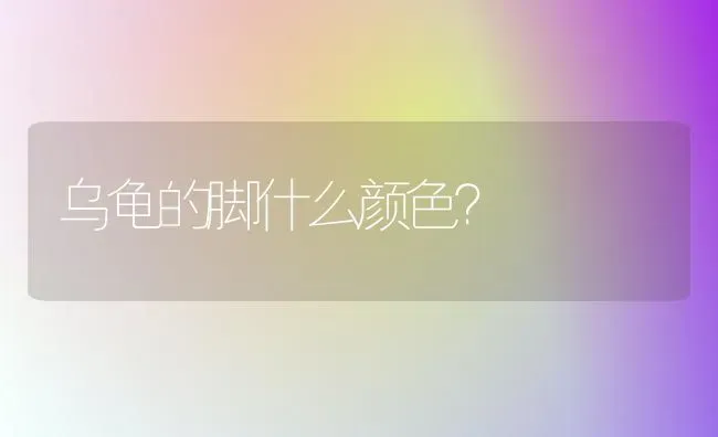 蓝猫和英短哪个价格贵？ | 动物养殖问答