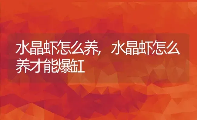 水晶虾怎么养,水晶虾怎么养才能爆缸 | 宠物百科知识