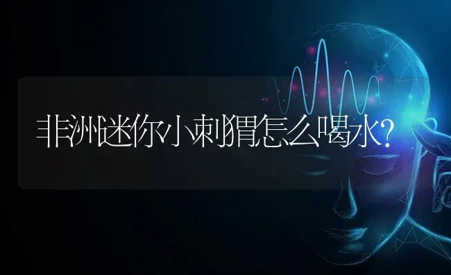 非洲迷你小刺猬怎么喝水？ | 动物养殖问答