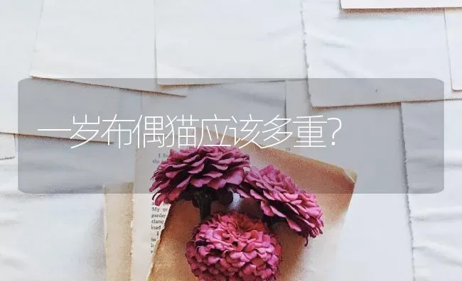 一岁布偶猫应该多重？ | 动物养殖问答