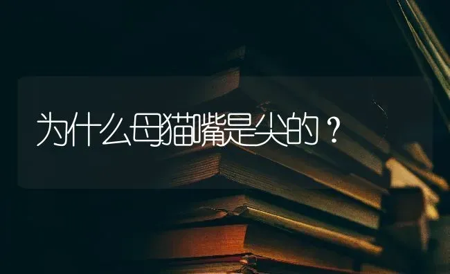 为什么母猫嘴是尖的？ | 动物养殖问答