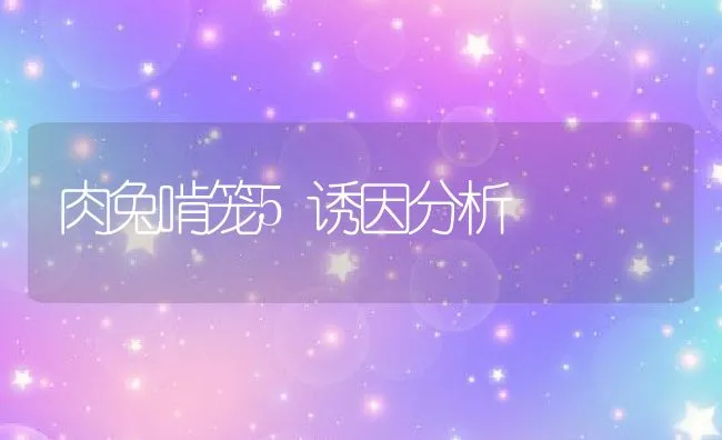 肉兔啃笼5诱因分析 | 动物养殖学堂