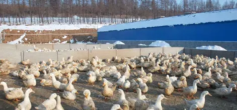 肉用鸭最佳出栏期