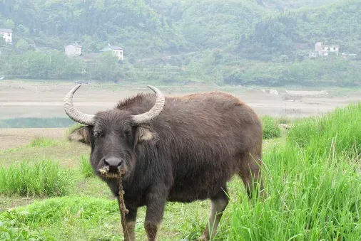 小水牛多少钱一头?