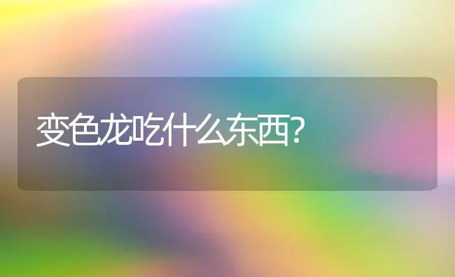 变色龙吃什么东西？ | 动物养殖问答