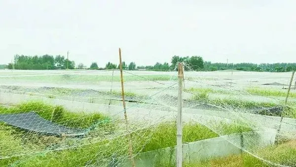 养小龙虾的池塘怎么挖