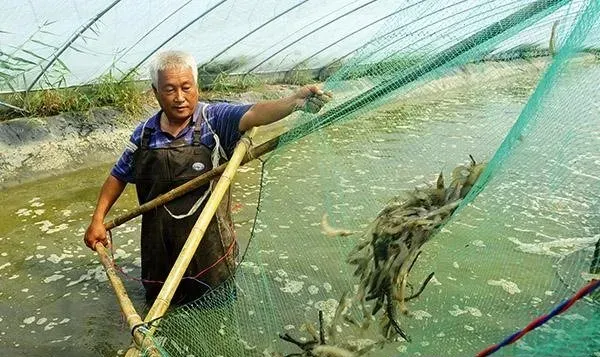 南美白对虾“八字精养法”，混养河蟹、二茬青虾，亩效益倍增