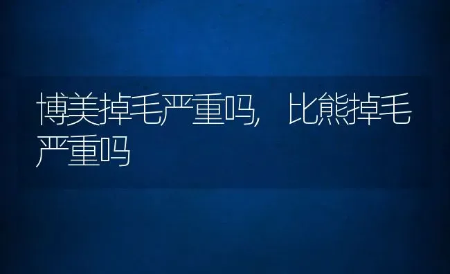 博美掉毛严重吗,比熊掉毛严重吗 | 宠物百科知识