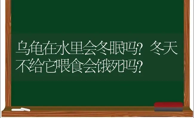 乌龟在水里会冬眠吗?冬天不给它喂食会饿死吗？ | 动物养殖问答