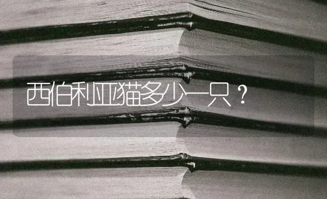 西伯利亚猫多少一只？ | 动物养殖问答