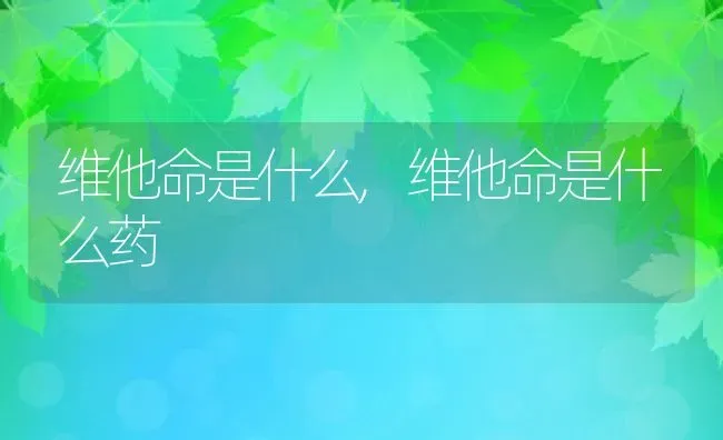 维他命是什么,维他命是什么药 | 宠物百科知识