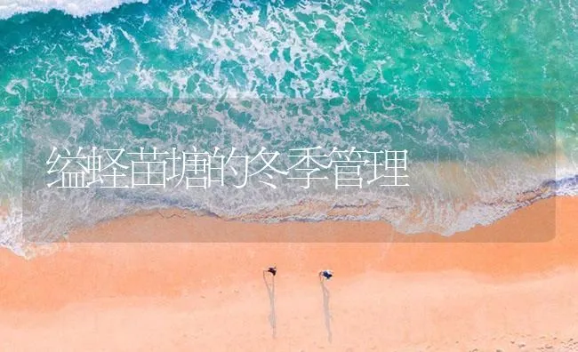 缢蛏苗塘的冬季管理 | 海水养殖技术