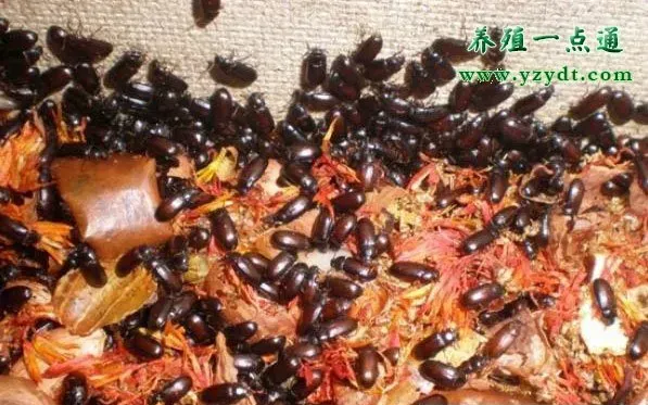 人工养殖钳蝎四种常用昆虫饵料