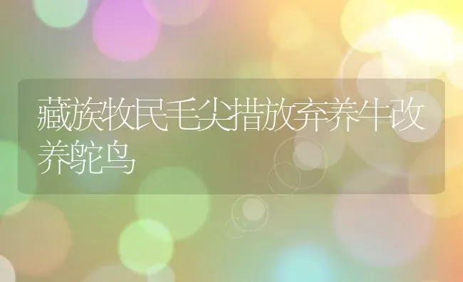 藏族牧民毛尖措放弃养牛改养鸵鸟 | 动物养殖教程