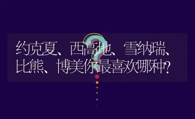 约克夏、西高地、雪纳瑞、比熊、博美你最喜欢哪种？ | 动物养殖问答