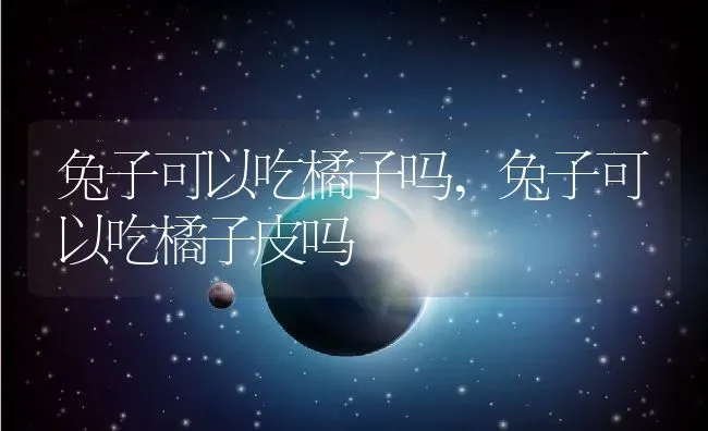 兔子可以吃橘子吗,兔子可以吃橘子皮吗 | 宠物百科知识