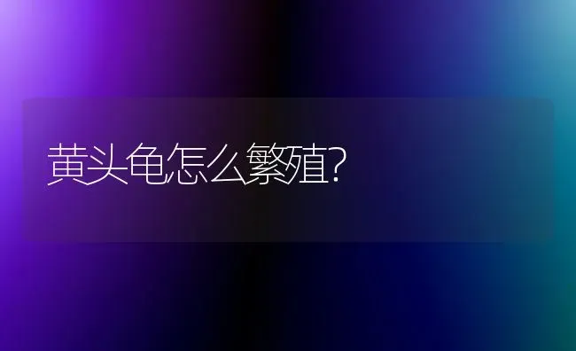 黄头龟怎么繁殖？ | 动物养殖问答