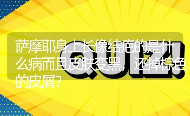 萨摩耶身上长像结疤的是什么病而且皮肤变黑，还掉棕色的皮屑？ | 动物养殖问答