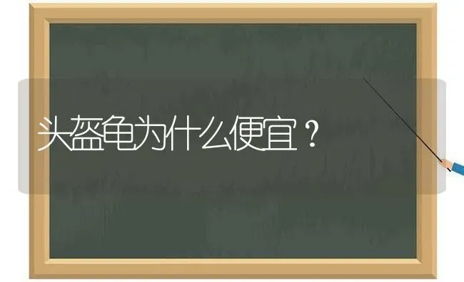 头盔龟为什么便宜？ | 动物养殖问答