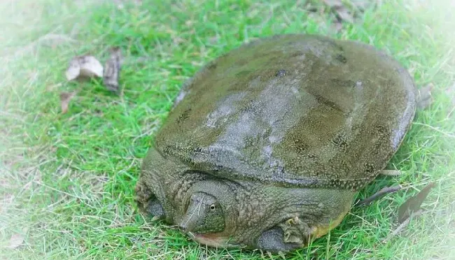 不同时间甲鱼管理要点的区别