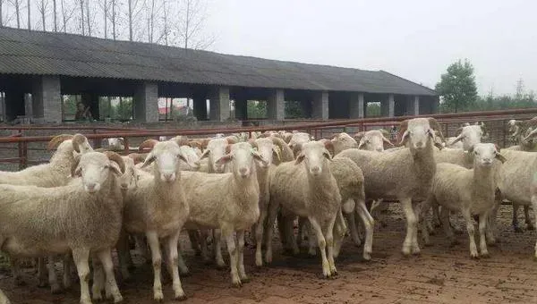 养肉羊赚钱吗？肉羊养殖的利润与投资成本及前景预测