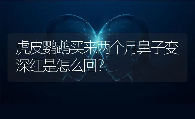 虎皮鹦鹉买来两个月鼻子变深红是怎么回？ | 动物养殖问答