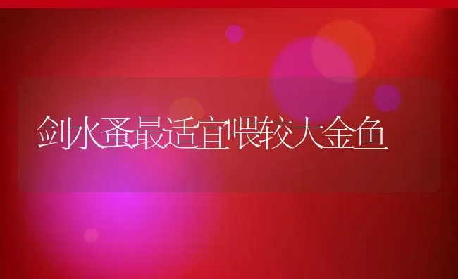 剑水蚤最适宜喂较大金鱼 | 动物养殖教程