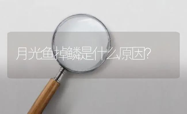 月光鱼掉鳞是什么原因？ | 鱼类宠物饲养