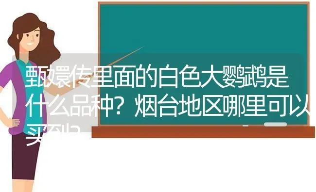 甄嬛传里面的白色大鹦鹉是什么品种？烟台地区哪里可以买到？ | 动物养殖问答