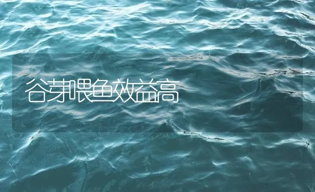 谷芽喂鱼效益高 | 海水养殖技术