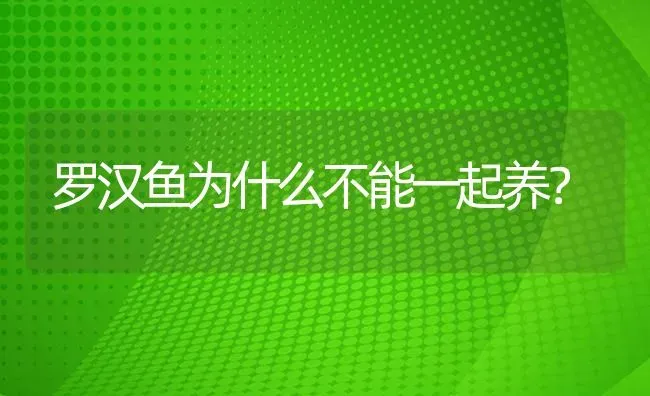 罗汉鱼为什么不能一起养？ | 鱼类宠物饲养