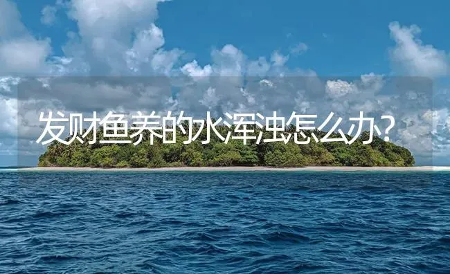 发财鱼养的水浑浊怎么办？ | 鱼类宠物饲养