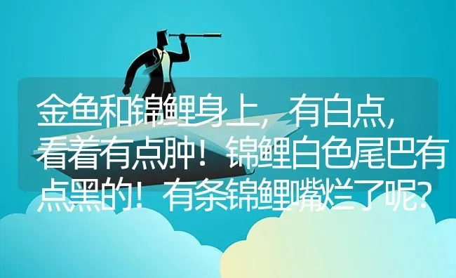 金鱼和锦鲤身上，有白点，看着有点肿！锦鲤白色尾巴有点黑的！有条锦鲤嘴烂了呢？ | 鱼类宠物饲养