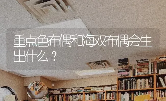 重点色布偶和海双布偶会生出什么？ | 动物养殖问答