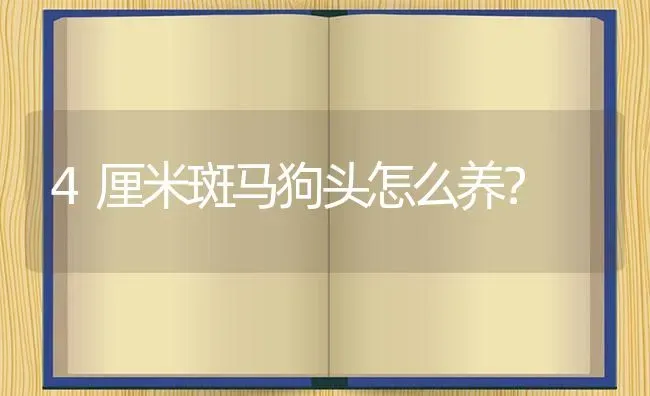 4厘米斑马狗头怎么养？ | 鱼类宠物饲养