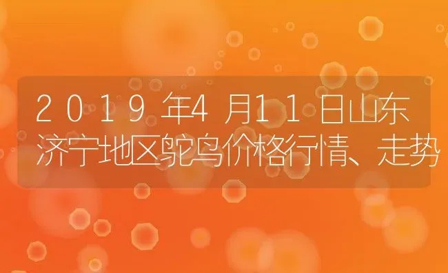 2019年4月11日山东济宁地区鸵鸟价格行情、走势 | 动物养殖百科