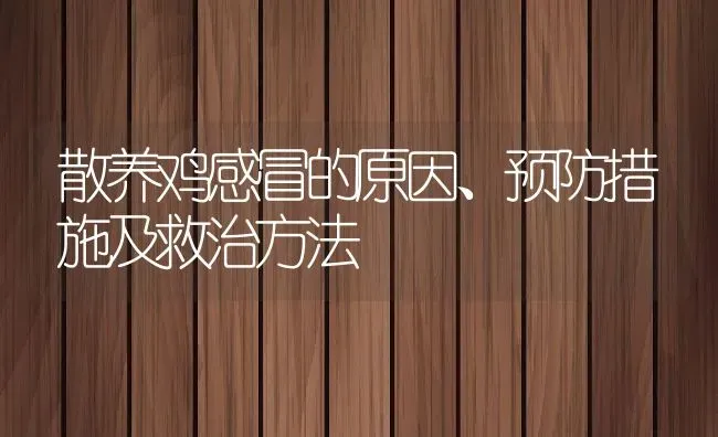 散养鸡感冒的原因、预防措施及救治方法 | 动物养殖百科