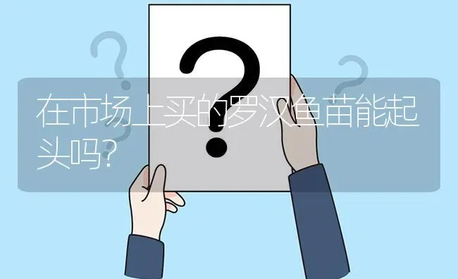 在市场上买的罗汉鱼苗能起头吗？ | 鱼类宠物饲养